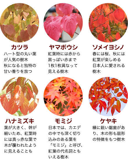 秋の紅葉 豆知識 毎日トピックス